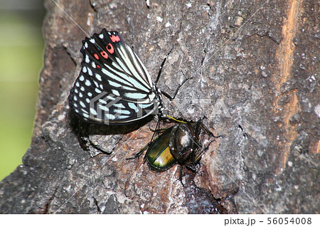 アカボシゴマダラとカナブン 56054008