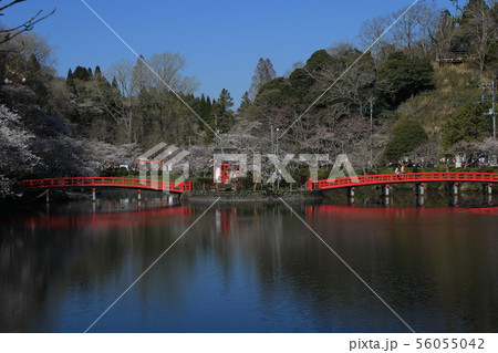 茂原公園 桜 ソメイヨシノ 茂原公園 桜 ソメイヨシノ 56055042