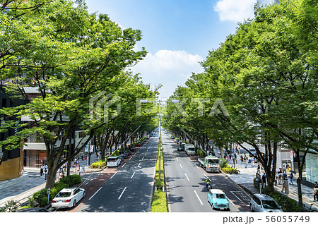 【東京都】表参道の風景 56055749