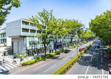 【東京都】表参道の風景 56055766