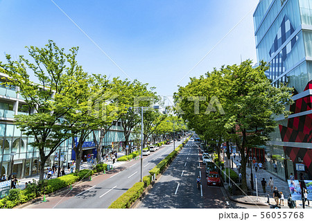 【東京都】表参道の風景 【東京都】表参道の風景 56055768