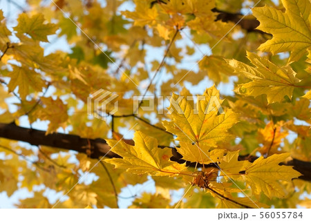 Autumn leaves Autumn leaves 56055784