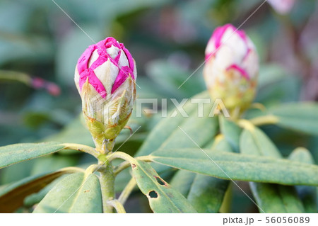 もうすぐ開花、白山シャクナゲの蕾 もうすぐ開花、白山シャクナゲの蕾 56056089