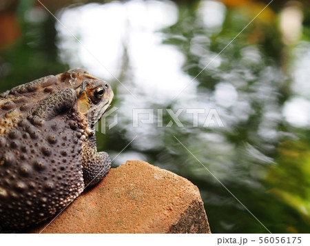 portraits close up of a rough skin ugly brown toad portraits close up of a rough skin ugly brown toad 56056175