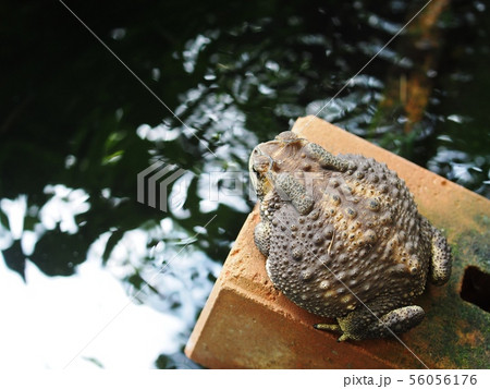 portraits close up of a rough skin ugly brown toad portraits close up of a rough skin ugly brown toad 56056176