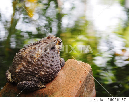 portraits close up of a rough skin ugly brown toad portraits close up of a rough skin ugly brown toad 56056177