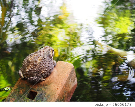 portraits close up of a rough skin ugly brown toad portraits close up of a rough skin ugly brown toad 56056178