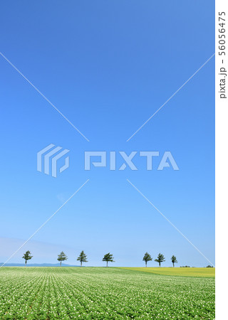 女満別メルヘンの丘 56056475