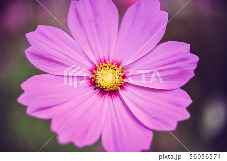 pink cosmos bloom in the garden with sky in the pink cosmos bloom in the garden with sky in the 56056574