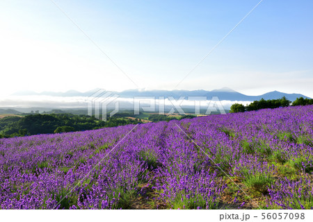 深山峠のラベンダー 深山峠のラベンダー 56057098