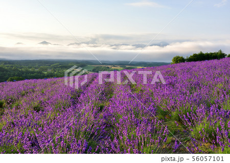 深山峠のラベンダー 深山峠のラベンダー 56057101