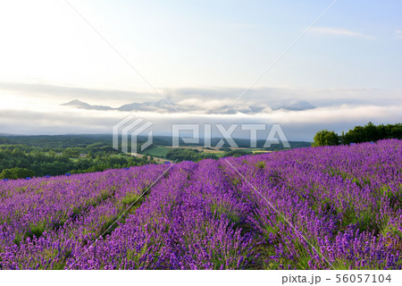深山峠のラベンダー 56057104