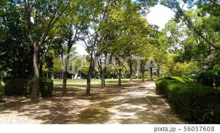 公園の小道 公園の小道 56057608