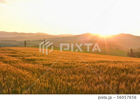 美瑛の丘 56057656