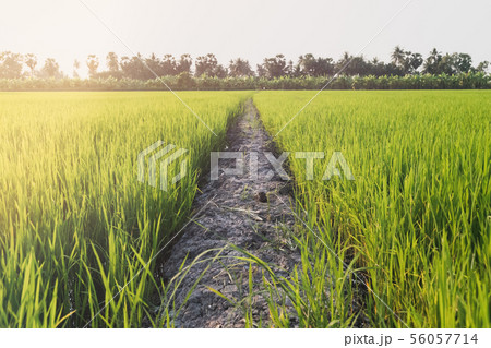 Soil path between rice fields 56057714