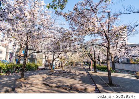 浅草 墨田公園桜まつり 山谷堀公園の写真素材