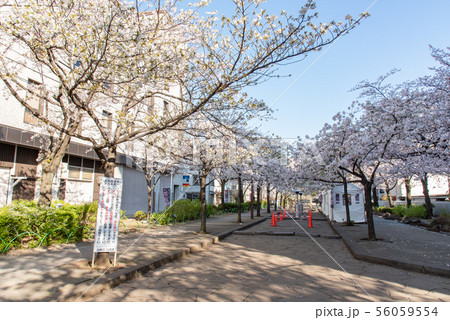 浅草・墨田公園桜まつり 山谷堀公園 浅草・墨田公園桜まつり 山谷堀公園 56059554