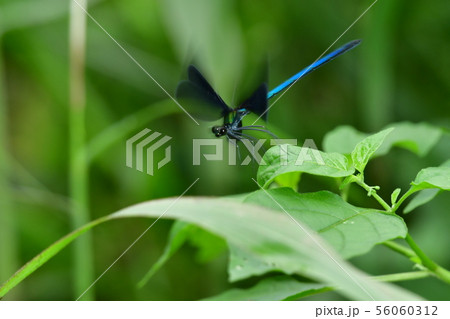 ハグロトンボ 横浜市 柏尾川 ハグロトンボ 横浜市 柏尾川 56060312