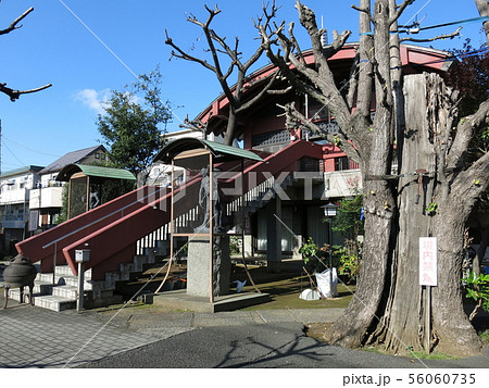 東京都北区の寿徳寺（本堂と大イチョウ） 56060735