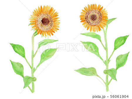 Helianthus annuus ヒマワリ 56061904