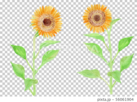 Helianthus annuus ヒマワリ 56061904