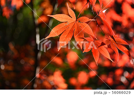 紅葉 56066029