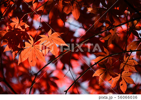 紅葉 56066036