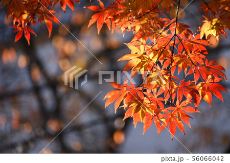 紅葉 56066042