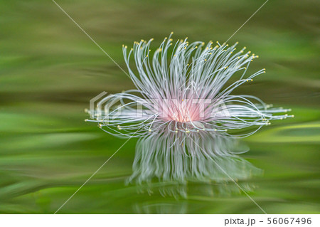 サガリバナ 沖縄 サガリバナ 沖縄 56067496