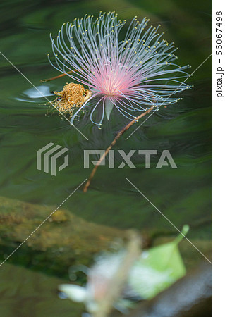 サガリバナ 沖縄 サガリバナ 沖縄 56067498