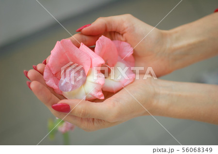 Close up photo of female hand with transparent amethyst yoni egg for vumbuilding inside pink Close up photo of female hand with transparent amethyst yoni egg for vumbuilding inside pink 56068349