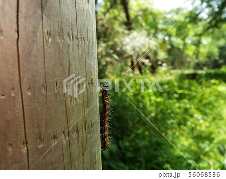 シロヘリキリガ 幼虫 56068536