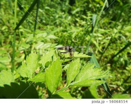 ムシヒキアブ ムシヒキアブ 56068554