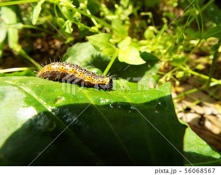 シロヘリキリガ 幼虫 56068567