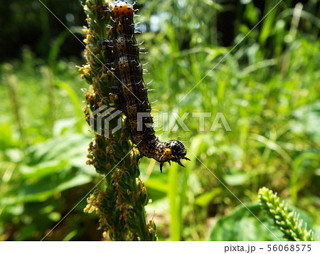 シロヘリキリガ 幼虫 シロヘリキリガ 幼虫 56068575