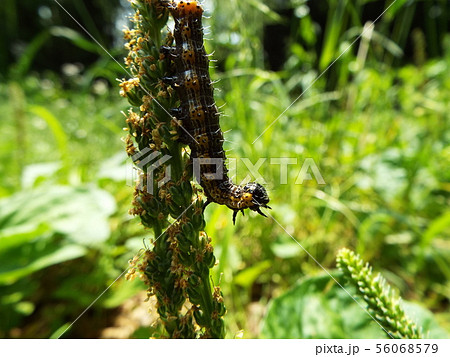 シロヘリキリガ 幼虫 シロヘリキリガ 幼虫 56068579