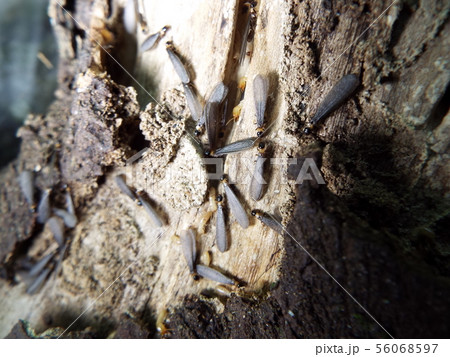 シロアリ 56068597