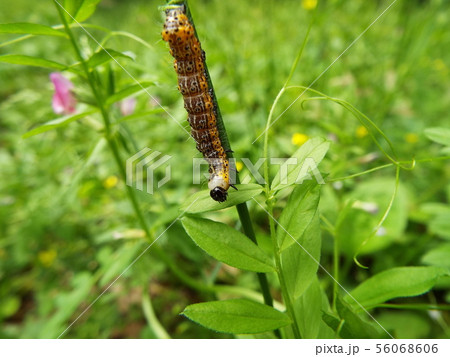 シロヘリキリガ 幼虫 56068606