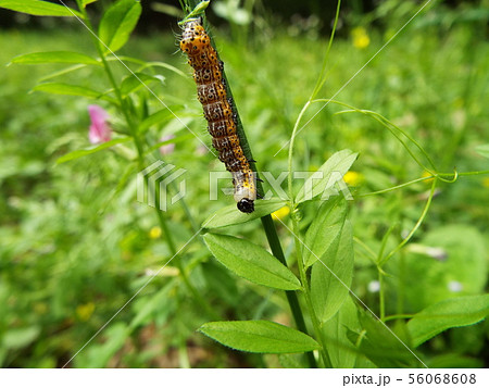 シロヘリキリガ 幼虫 56068608