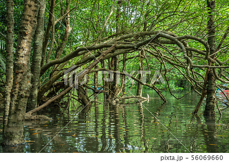 マングローブ 沖縄 西表島 マングローブ 沖縄 西表島 56069660