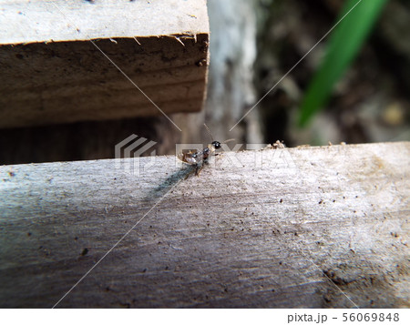 ハネカクシ 幼体（不明） 56069848