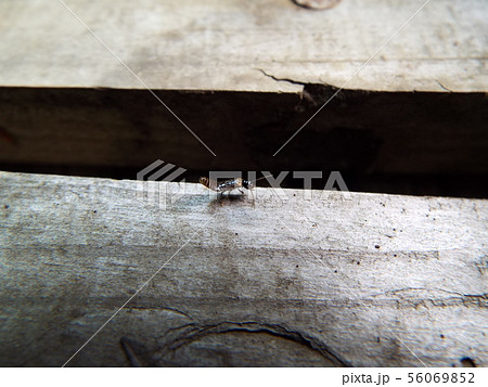 ハネカクシ 幼体(不明) ハネカクシ 幼体(不明) 56069852