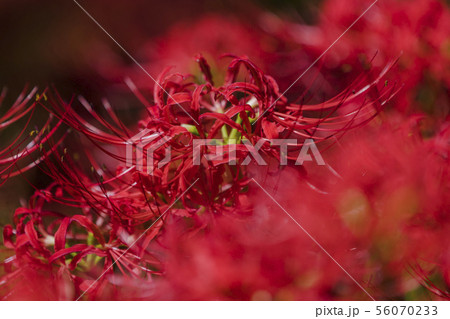 秩父巾着田の曼珠沙華 56070233