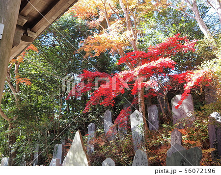 高尾山 紅葉の四天王門 56072196