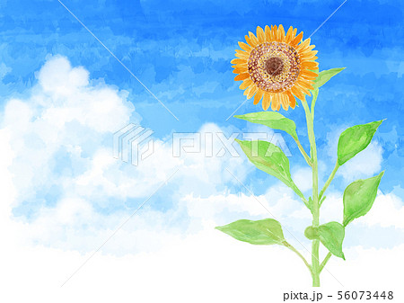 ひまわりと入道雲 水彩 ひまわりと入道雲 水彩 56073448