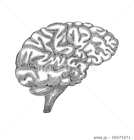 Engraving brain illustration, Hand Drawn Anatomical Illustration. Vector Engraving brain illustration, Hand Drawn Anatomical Illustration. Vector 56075071