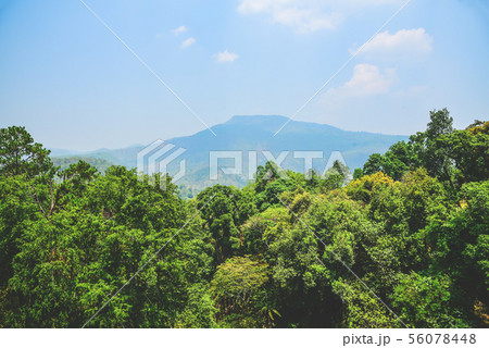 mountain range and evergreen trees on a sunny day 56078448