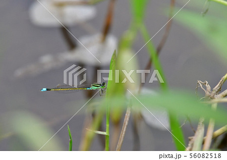 イトトンボ　柏尾川 56082518