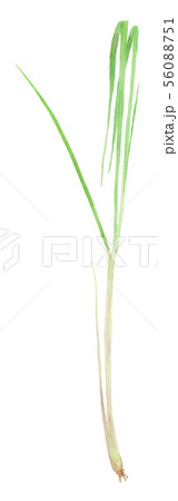 Cymbopogon citratus レモングラス Cymbopogon citratus レモングラス 56088751