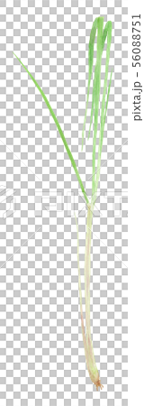 Cymbopogon citratus レモングラス Cymbopogon citratus レモングラス 56088751